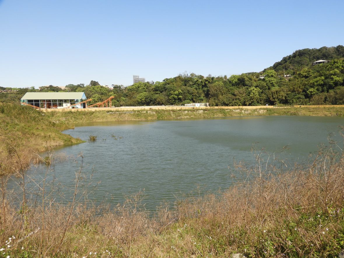 部分沉澱池周邊產生沙丘水草