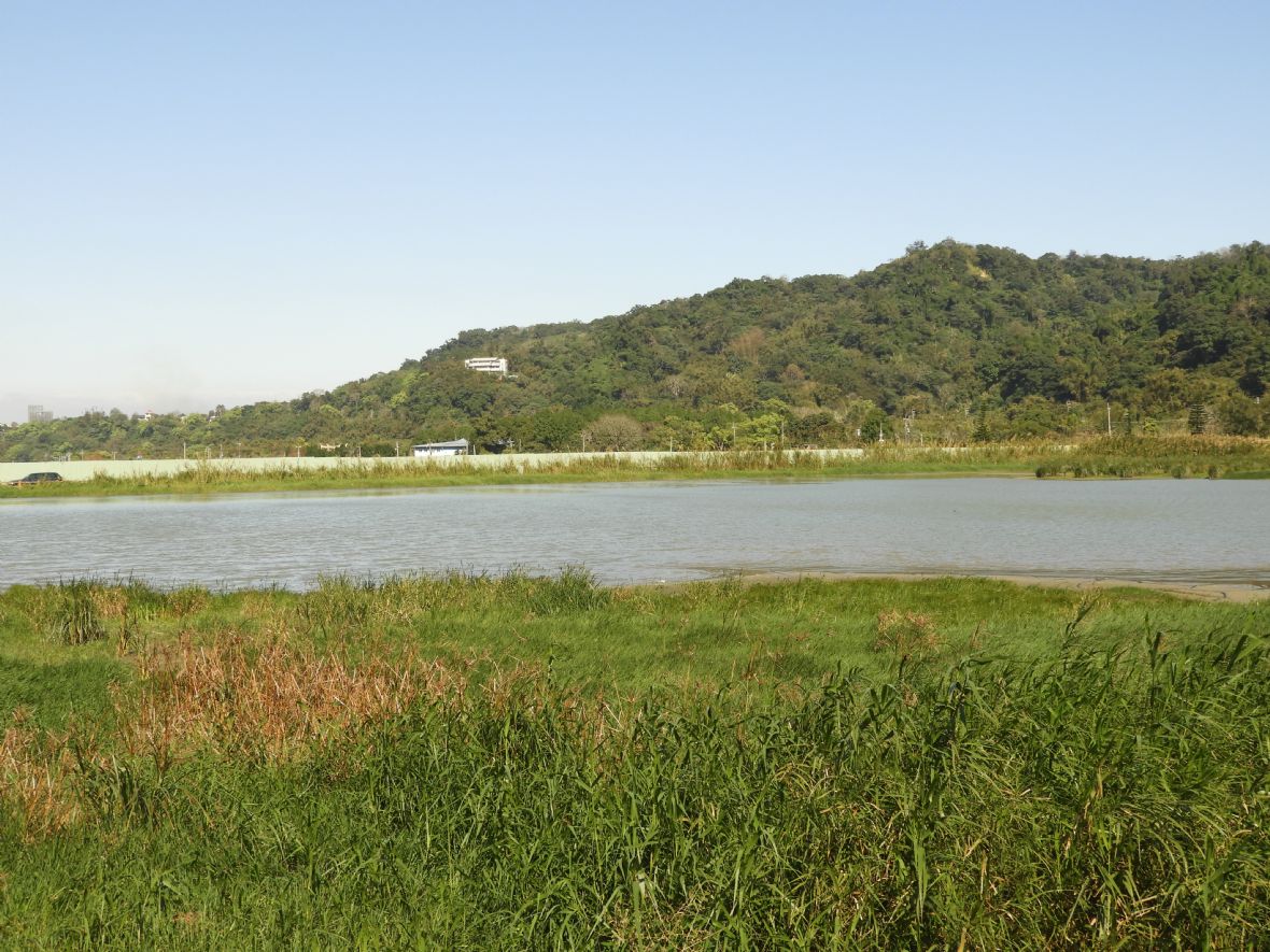石門水庫沉澱池的陂塘溼地景觀