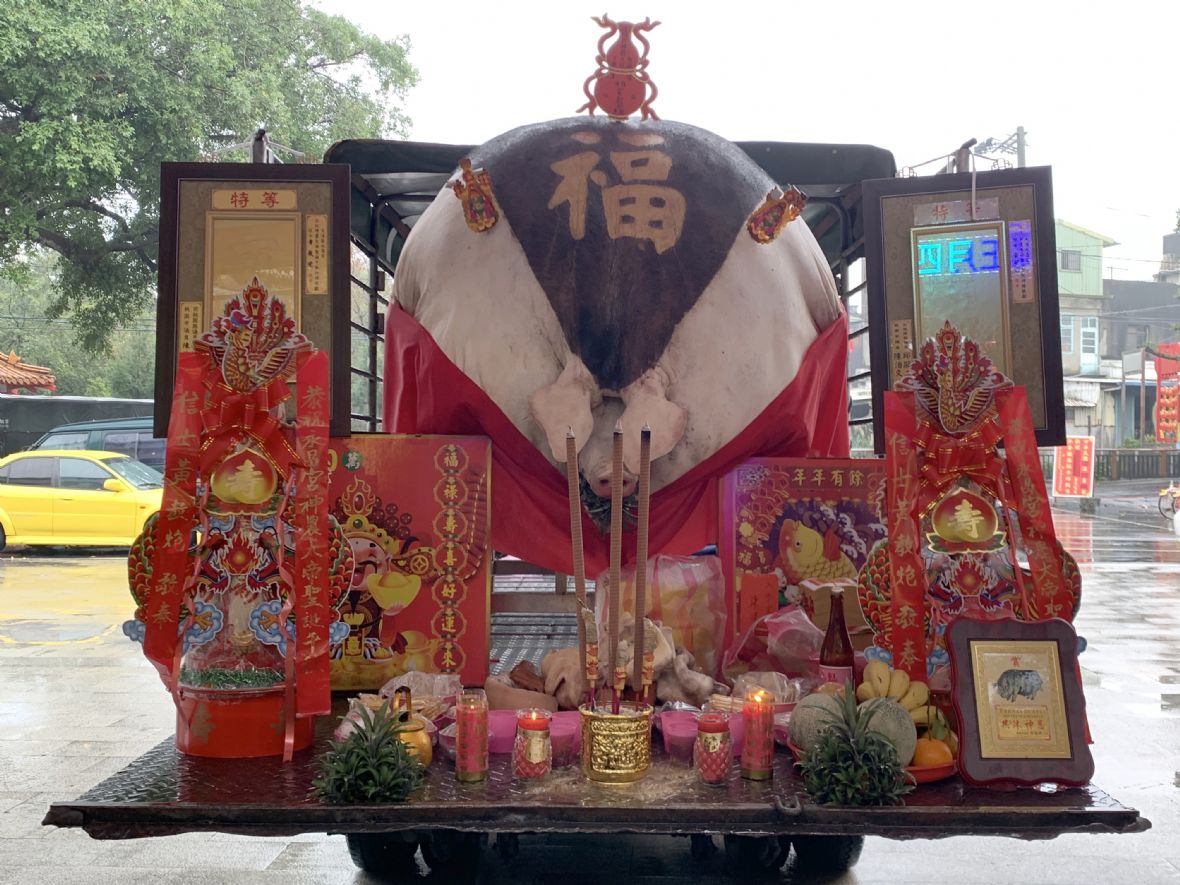 值年角頭獻供神豬