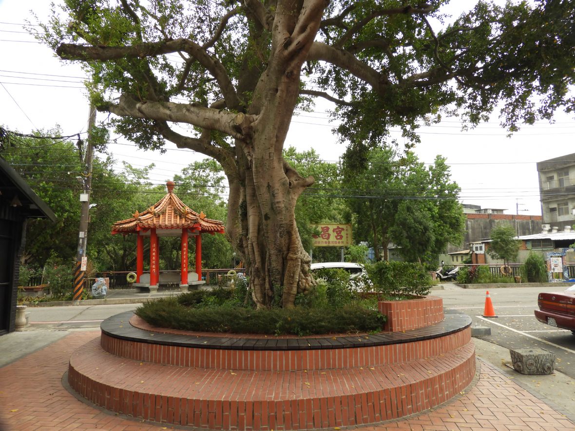 南興永昌宮廟前老榕樹-夫樹