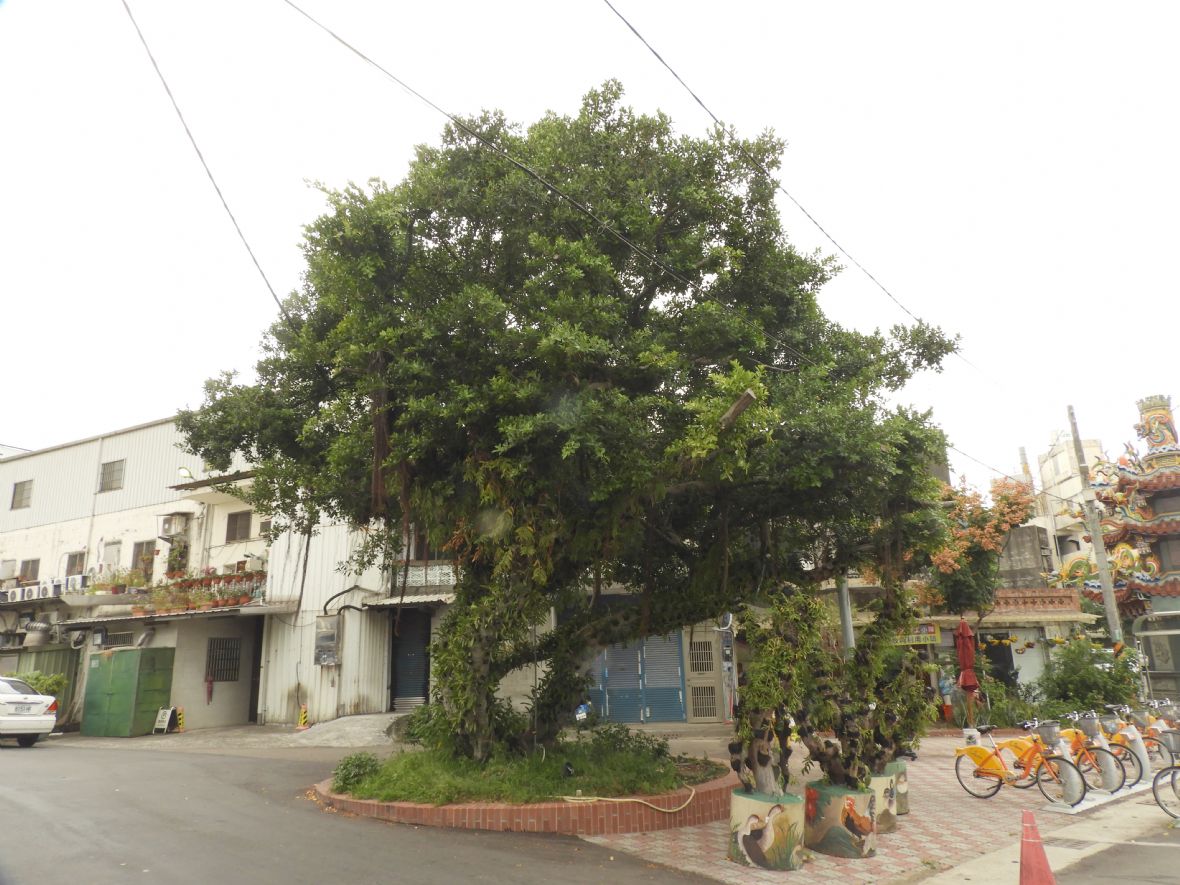 南興永昌宮廟前老榕樹-妻樹