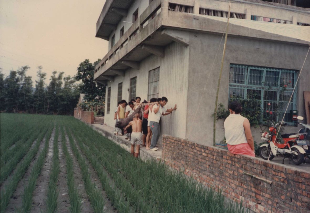 從豬寮抬神豬，後方建築為兩層樓式現代住宅（林美辰翻拍，2022）