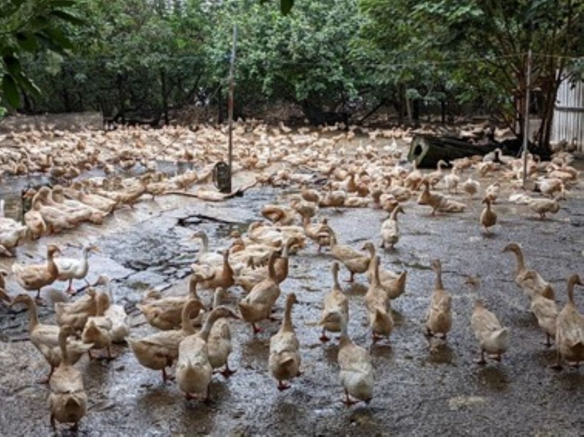聚落外圍防風林內的養鴨場，飼養褐色蛋鴨；新豐姜厝為北臺灣知名鹹鴨蛋產地