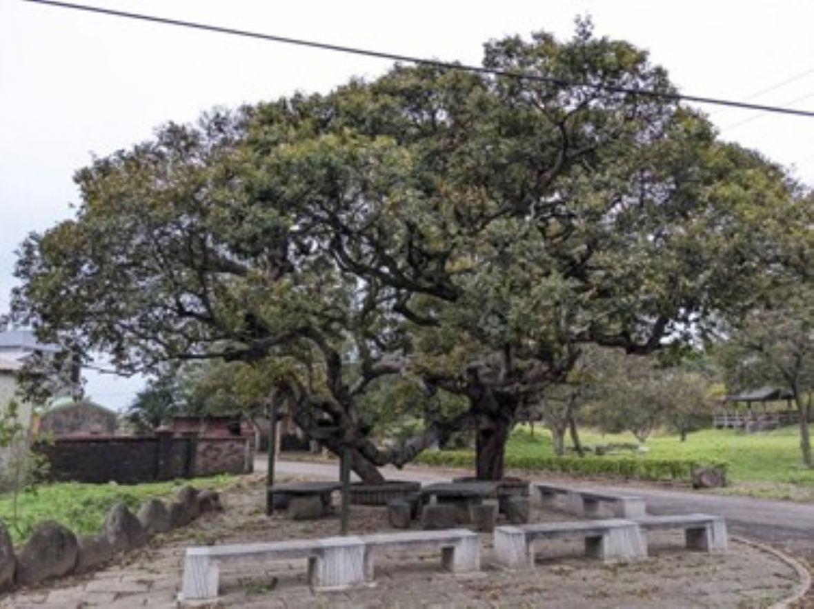 姜厝古樸的朴樹是在地居民休憩的好場所