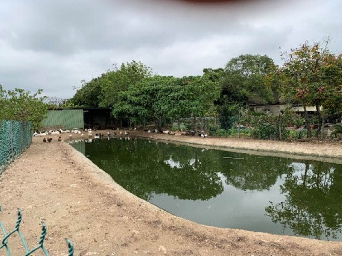  圓山子盧宅養雞鴉水池