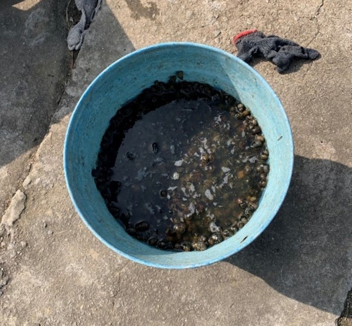 曾先生從田裡、溪裡、水利溝渠蒐集的螺類雞鴨食