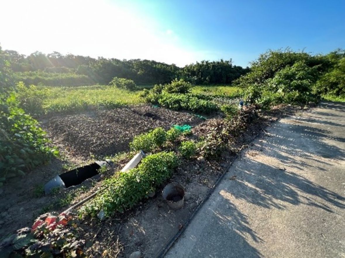 主屋稻埕外側之蔬菜園