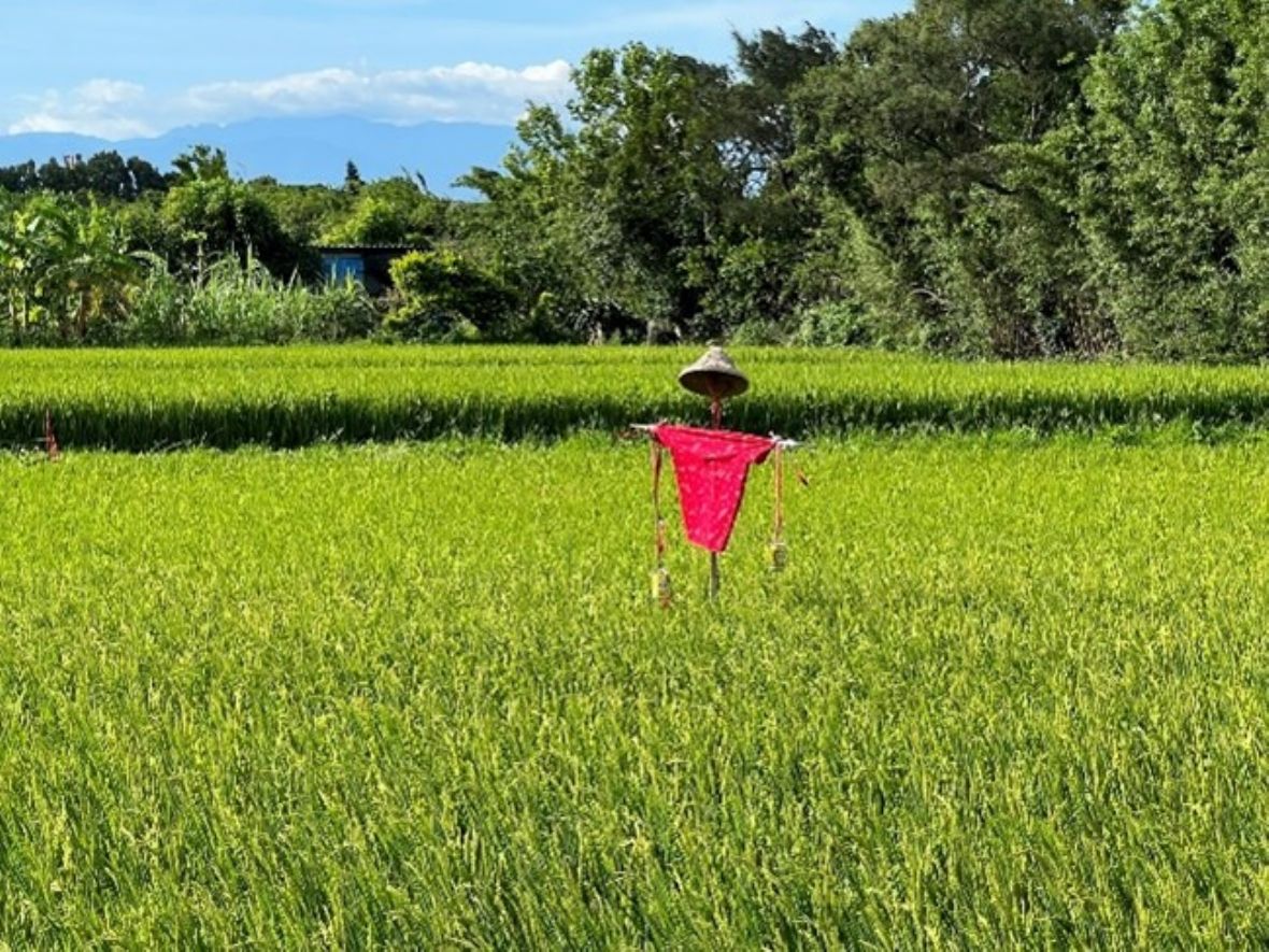 瑞興國小旁水稻裡的「紅衣稻草人」