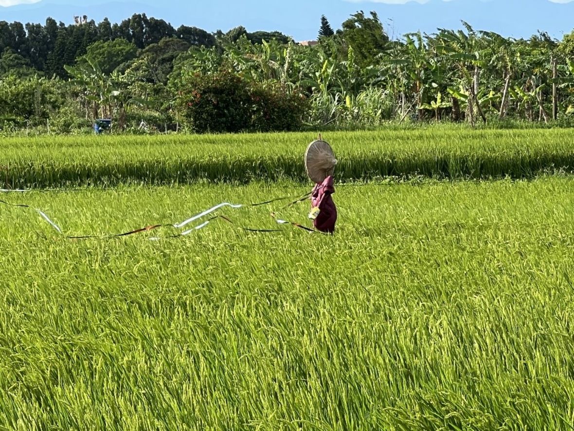 瑞興國小旁水稻裡的「棕色稻草人」