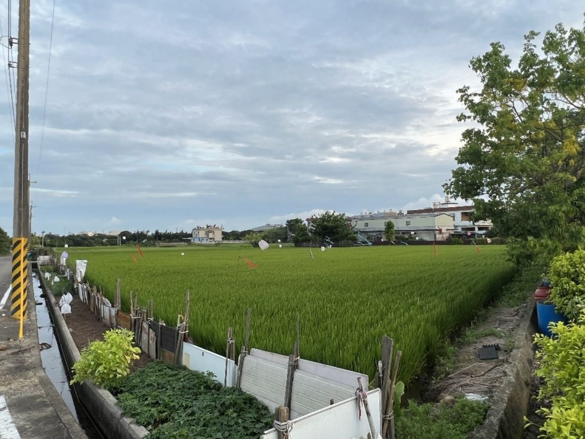 臨「竹2-1鄉道」旁青埔村3-4鄰的「極簡稻草人」