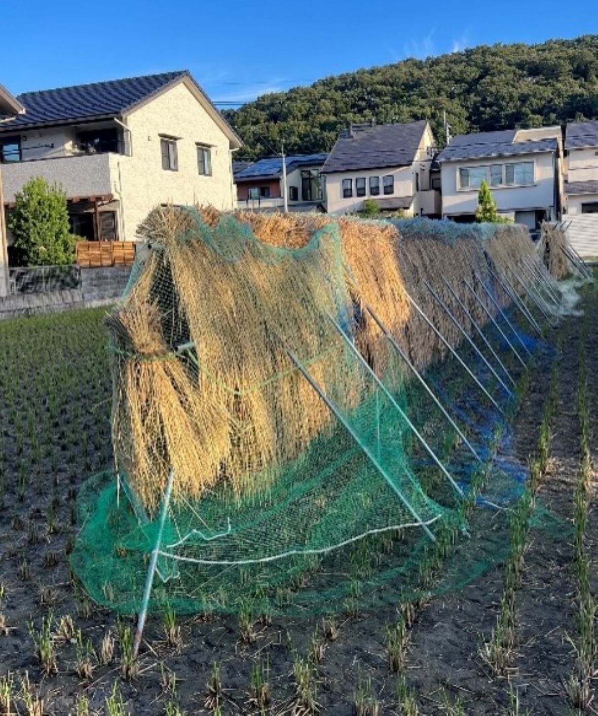 京都市上賀茂松本町，採用尼龍網覆蓋取代稻草人防稻穗遭鳥食