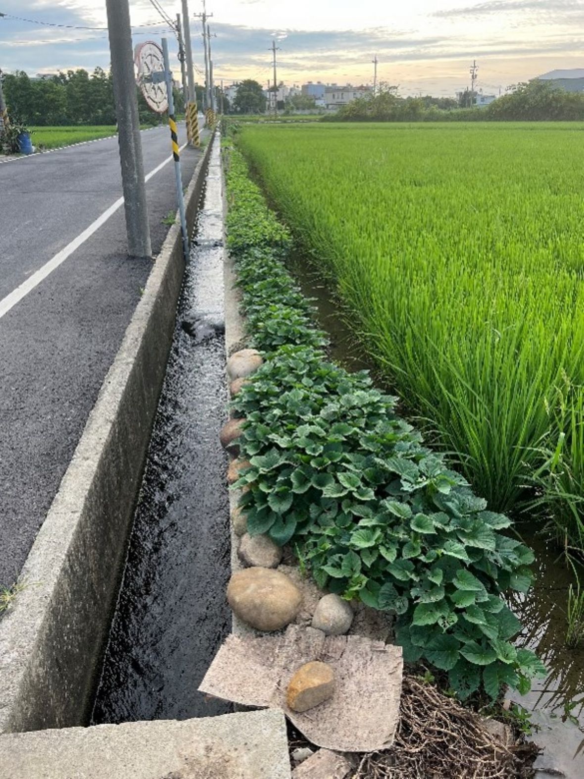 圖15 青埔村青埔子