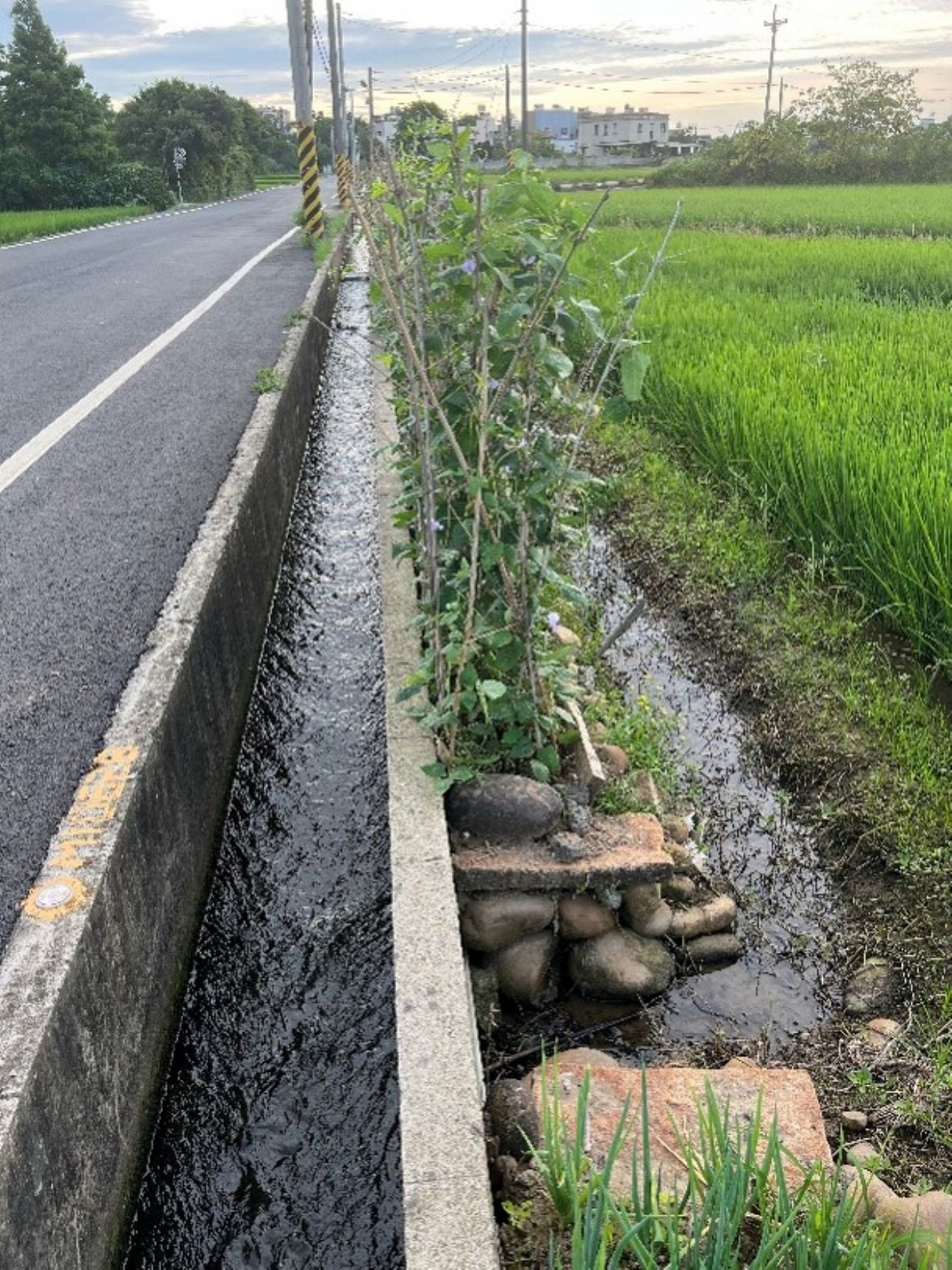 圖16 青埔村青埔子