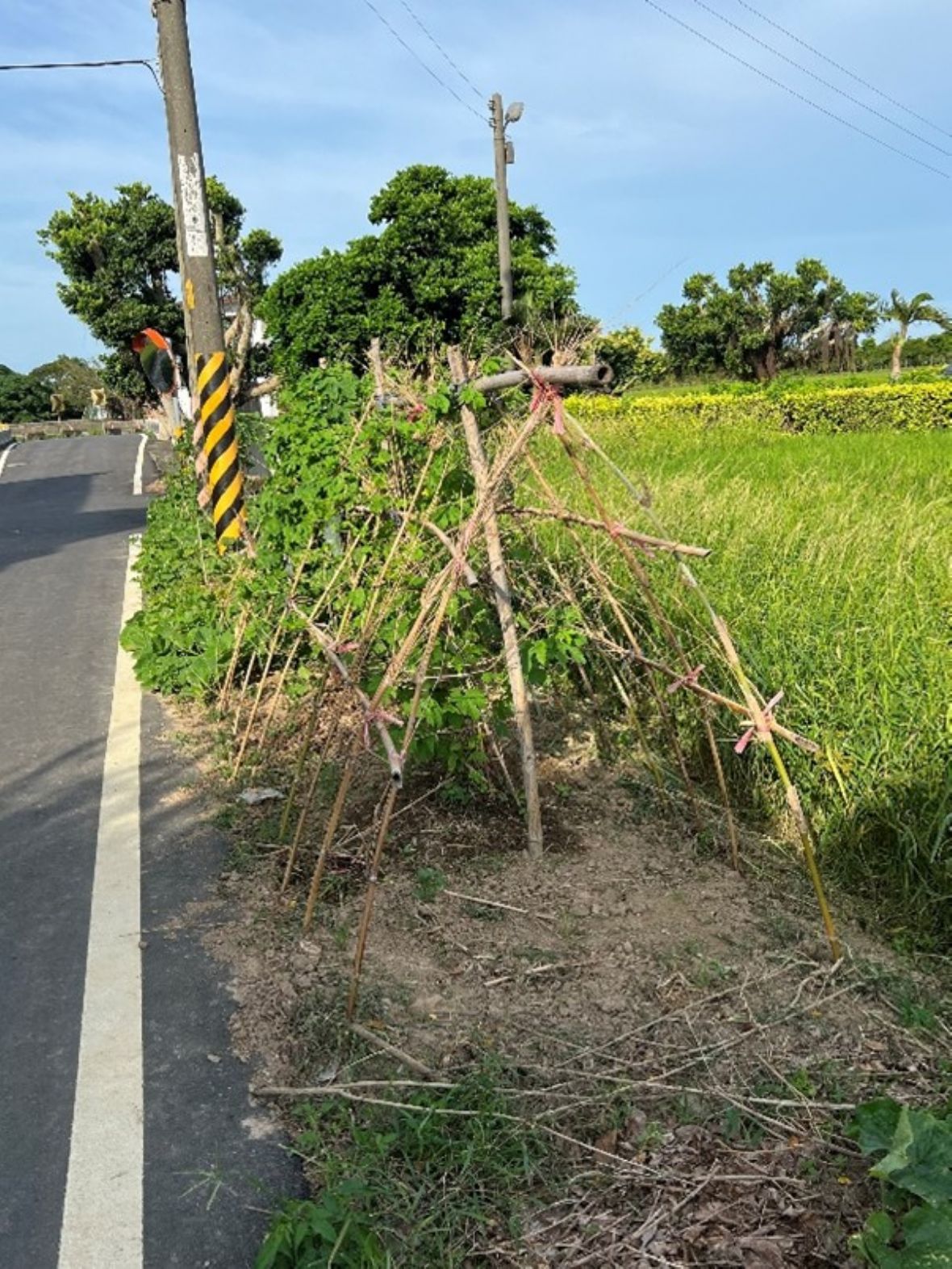 圖3 青埔村青埔子