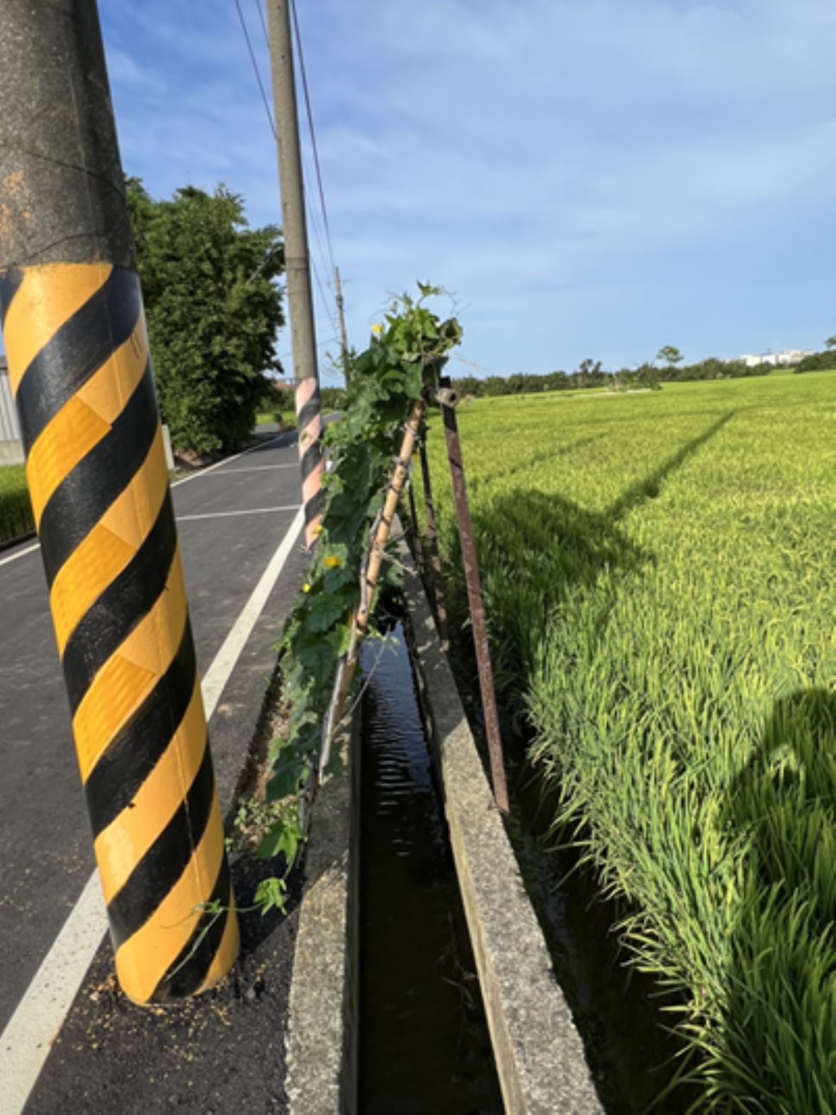 圖4 青埔村青埔子