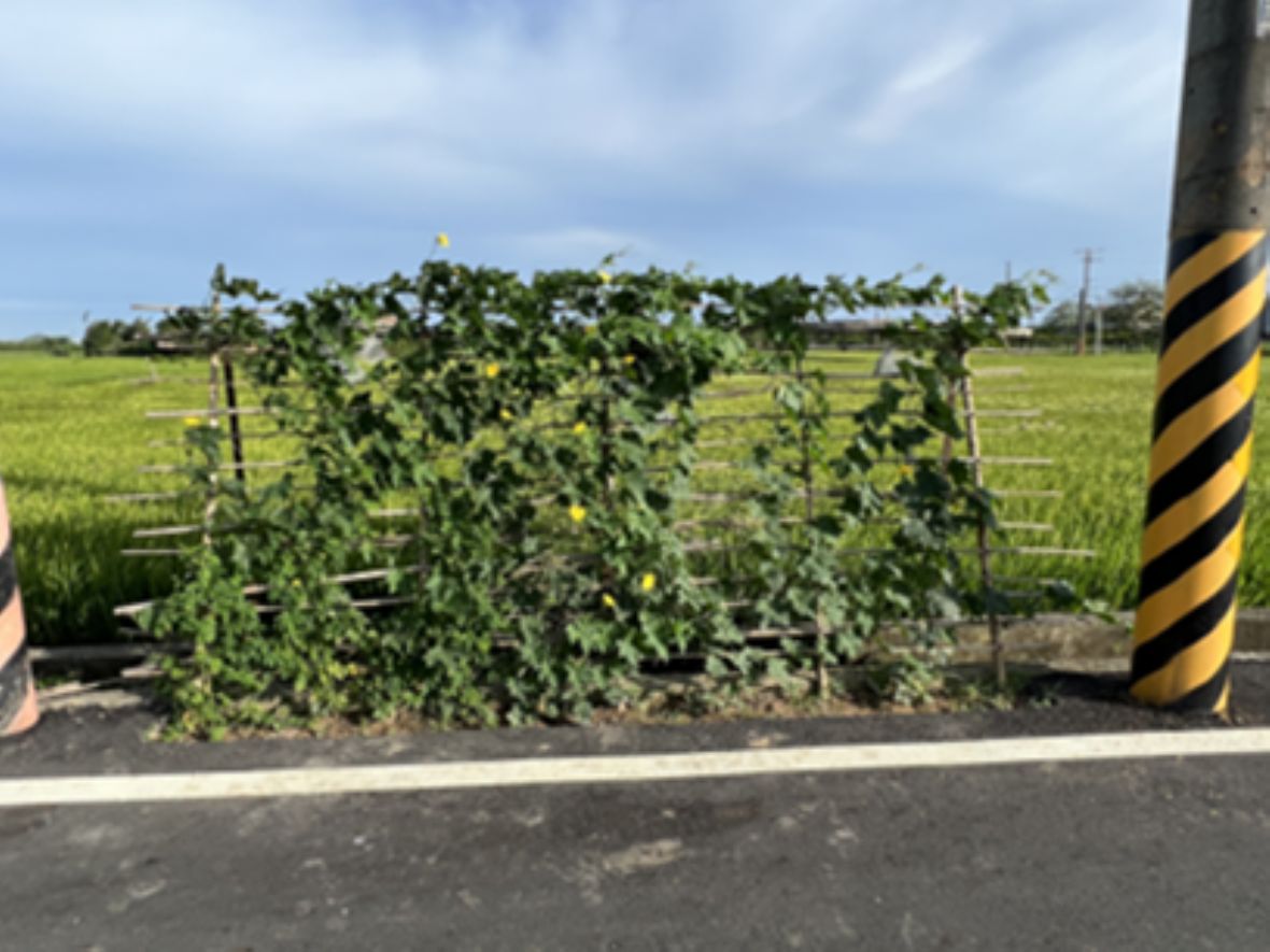 圖5 青埔村青埔子