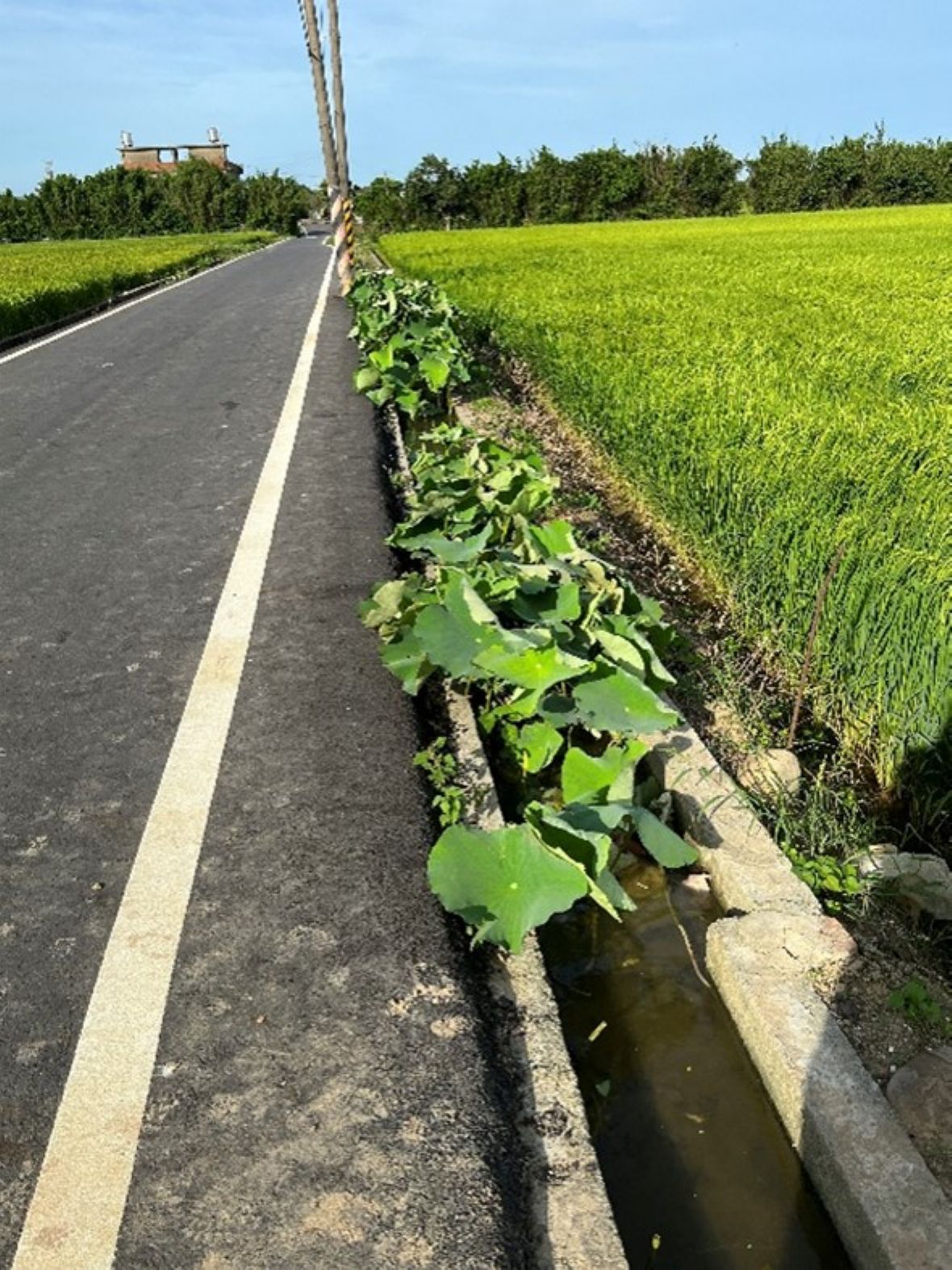 圖9 青埔村青埔子