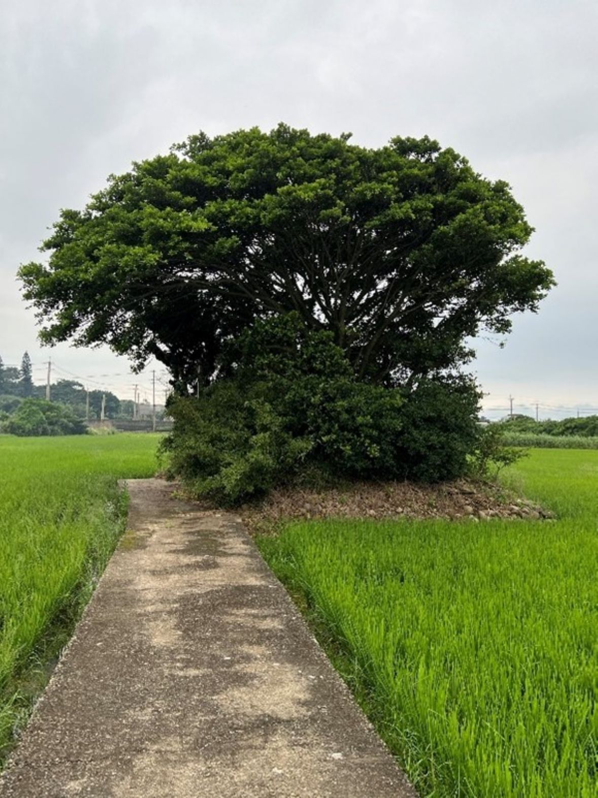 上坑村伯公廟（24.904380, 120.980661）