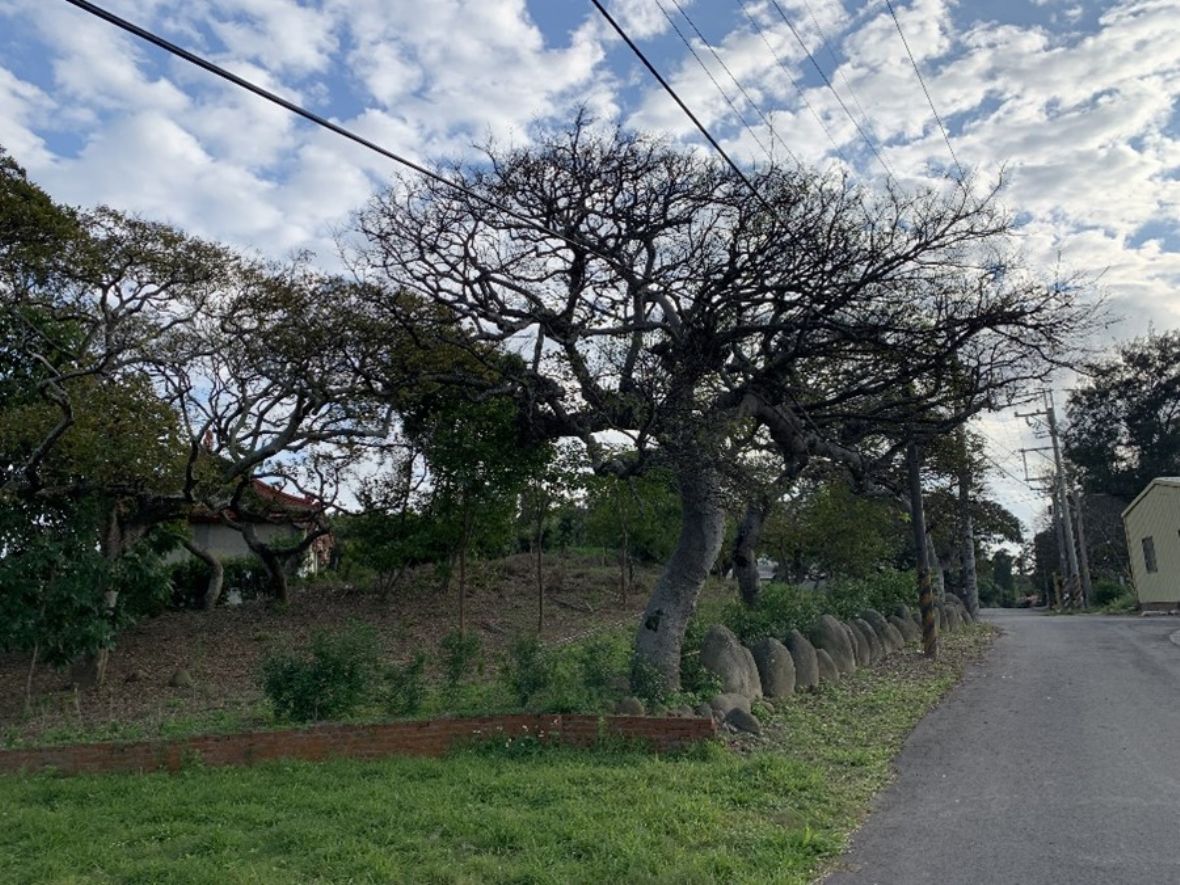 姜家聚落周邊的朴樹林