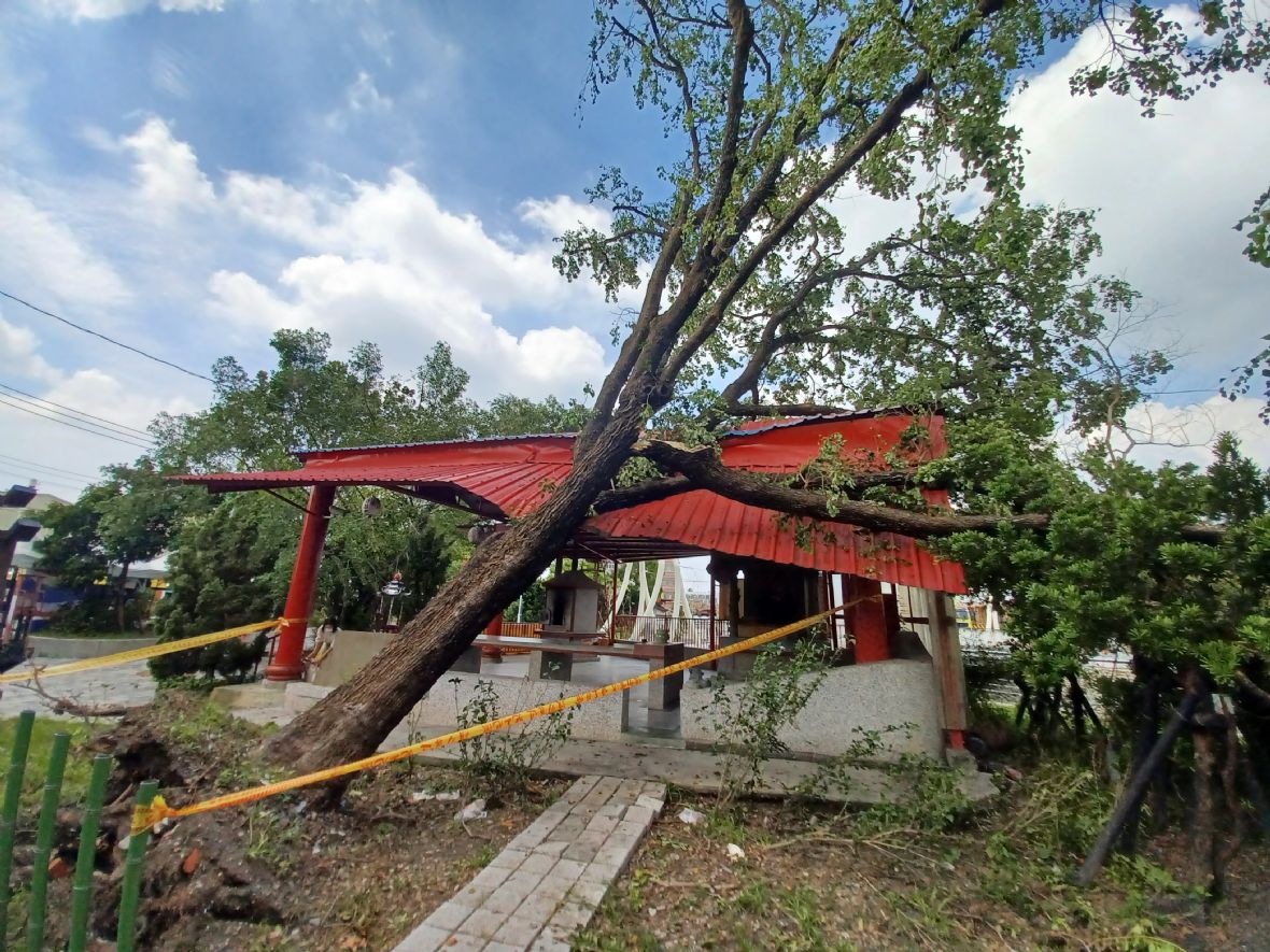 山陀兒颱風過境，左側樟樹傾倒壓到廟左側鐵皮屋