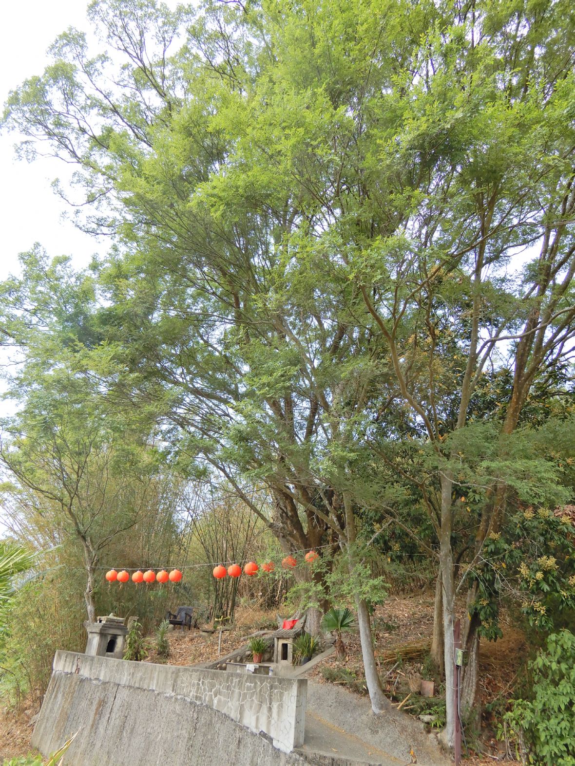 石頭坑葉屋祠室後方之榔榆伯公樹