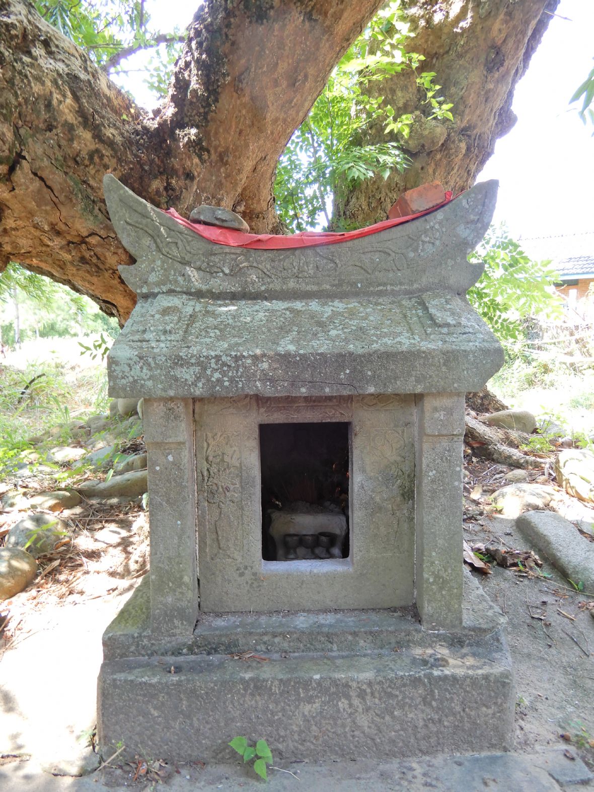楓樹窩曾屋田頭伯公祠室後方有龍眼樹