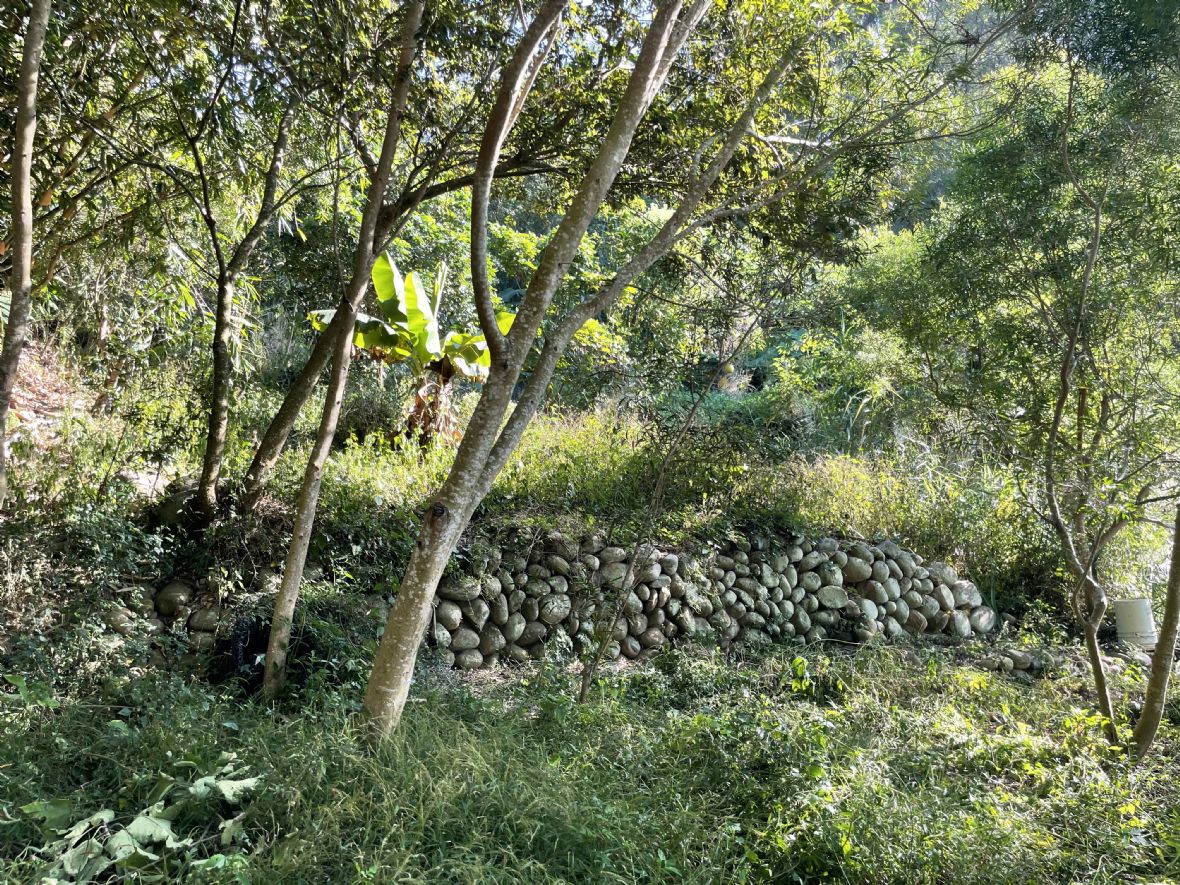 香茅古道旁還留存以前種植香茅的駁崁
