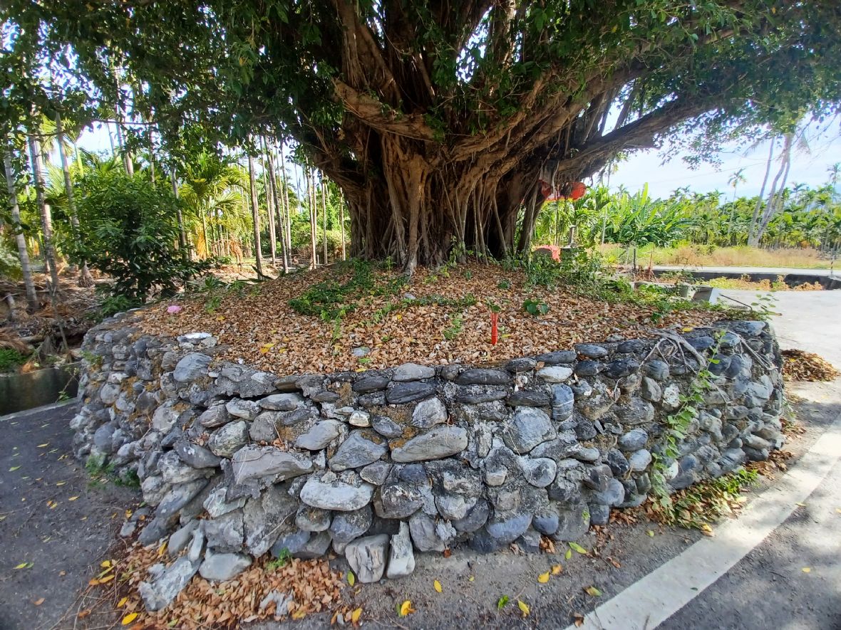 化胎上祭拜榕樹插香用的插香管