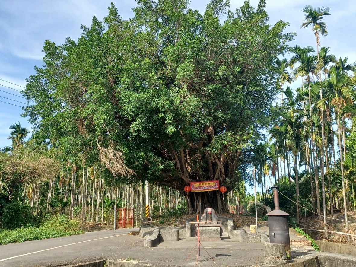 伯公後方化胎上的榕樹樹齡約30年