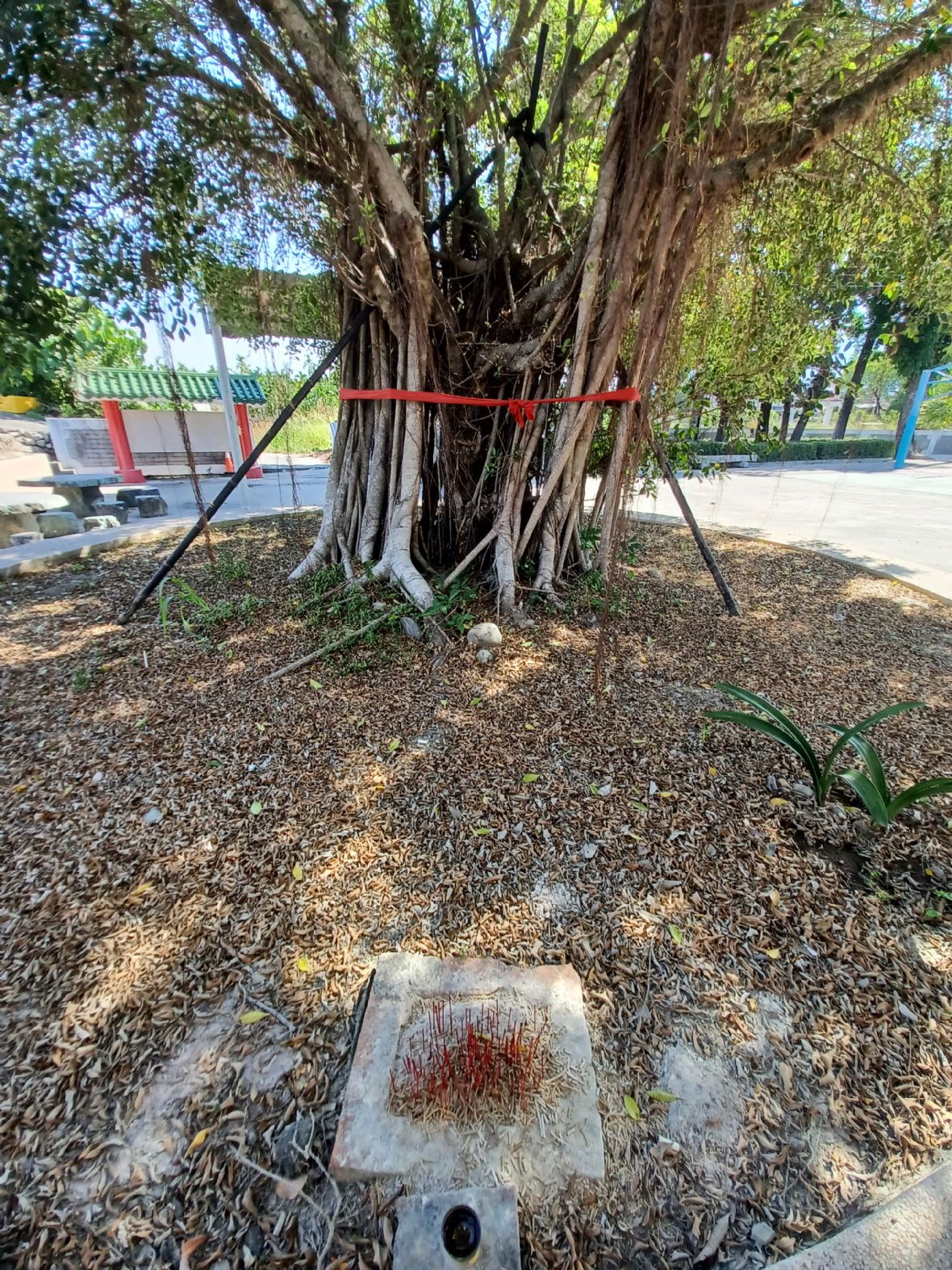 伯公左側百年榕樹