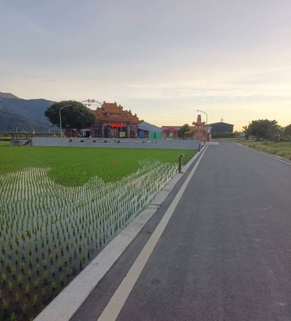 通往田中央伯公，沿途千頃良田環繞，收割期間稻浪壯觀。