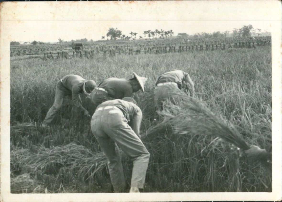 6.海軍陸戰隊在南部助割照片。李烈熙/提供