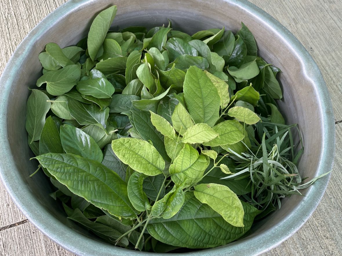 製作牛舌粄的青草藥植物（黃麗雲提供，2024）