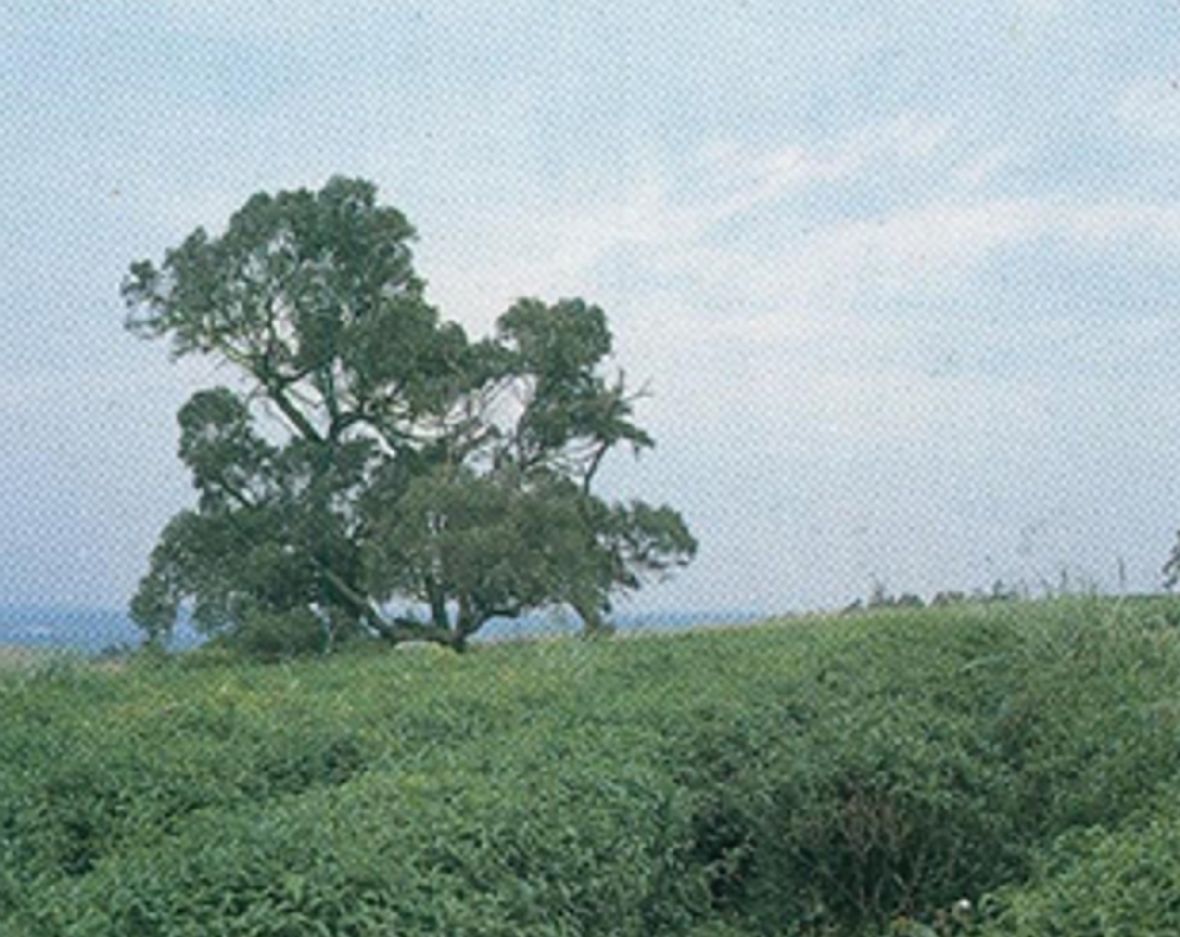 圖1日軍砲彈轟炸營頭崠堡壘遺跡（黃鼎松攝，2023）