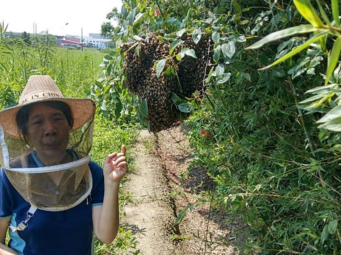 許家田園上的蜂窩（許玉美提供，2024）