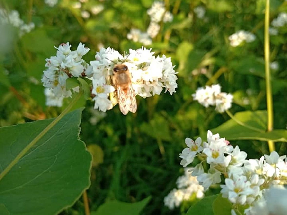 蜜蜂採的是百花蜜源（許玉美提供，2024）