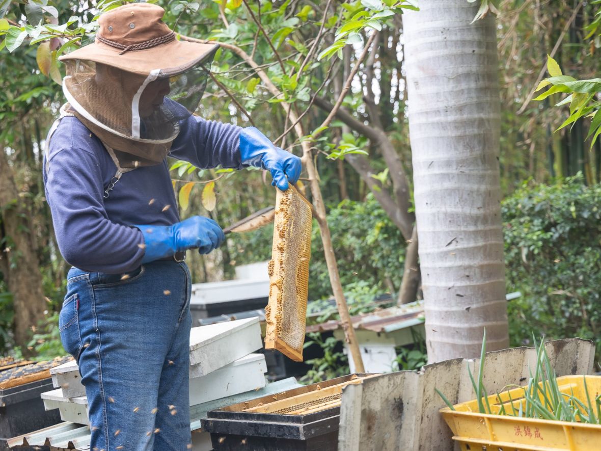 使用蜂帚將蜂巢片上的蜜蜂輕刷掉（許玉美提供，2024）