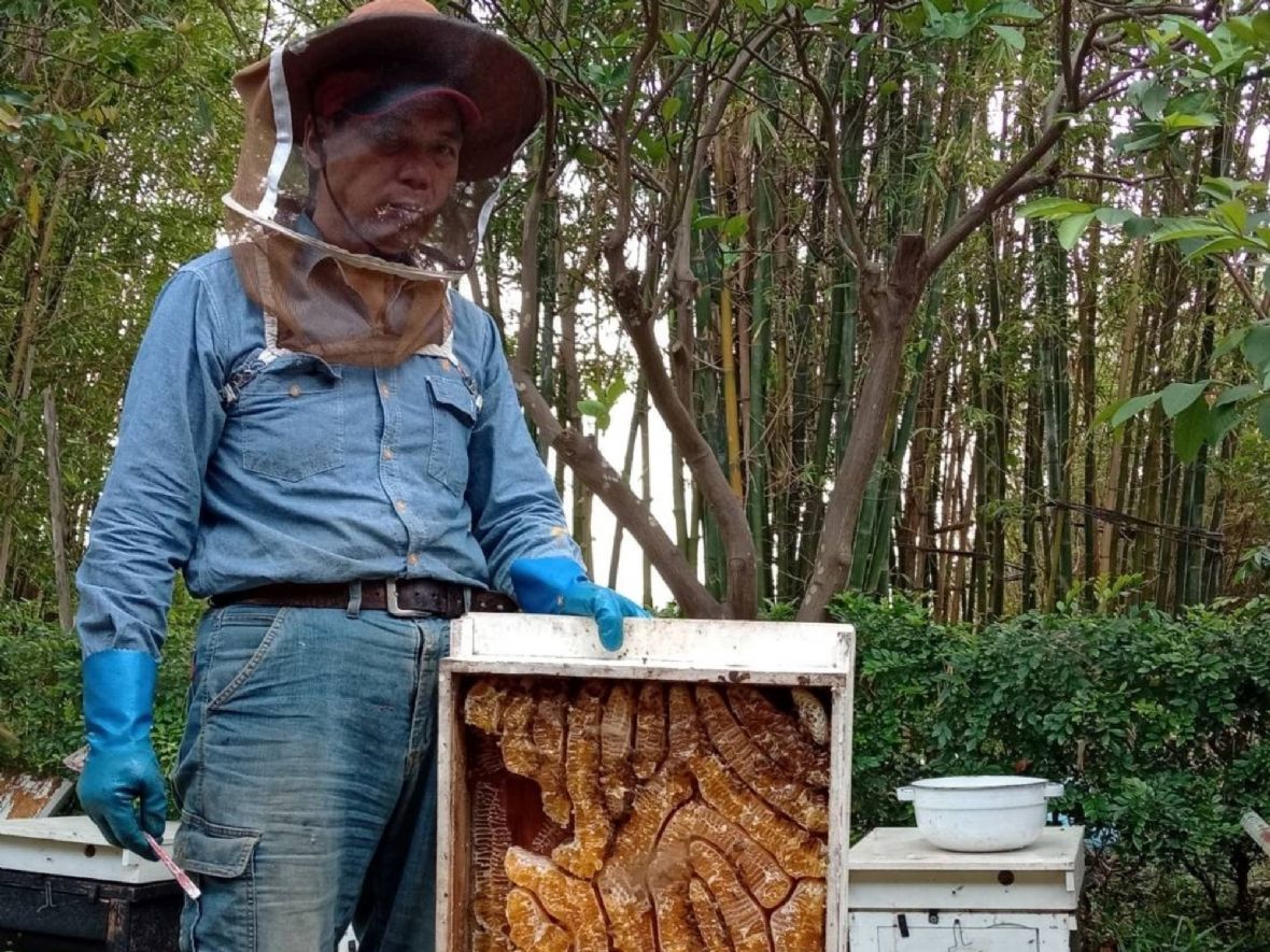 滿滿的蜂膠（許玉美提供，2024）