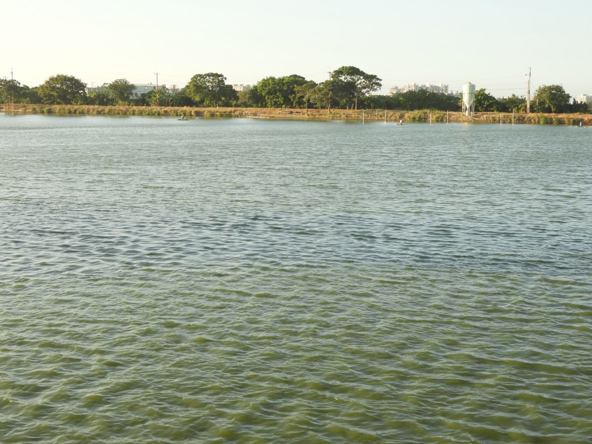 梁家的農田灌溉水源-梁屋陂（林鑫咸攝，2023）