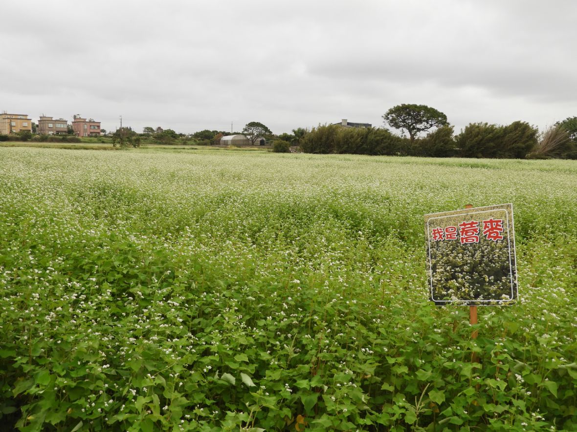 梁家的蕎麥花田（林鑫咸攝，2023）