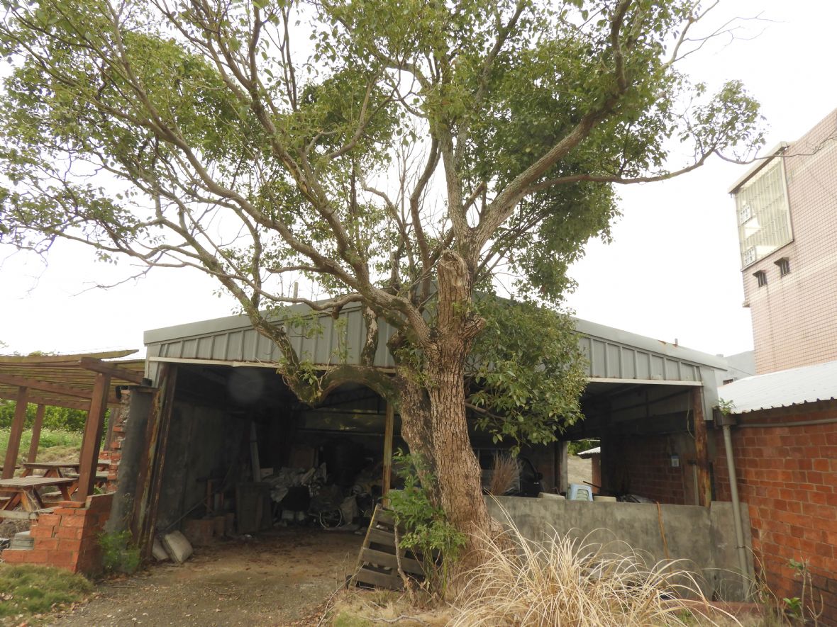  梁家的老樟樹（林鑫咸攝，2023）