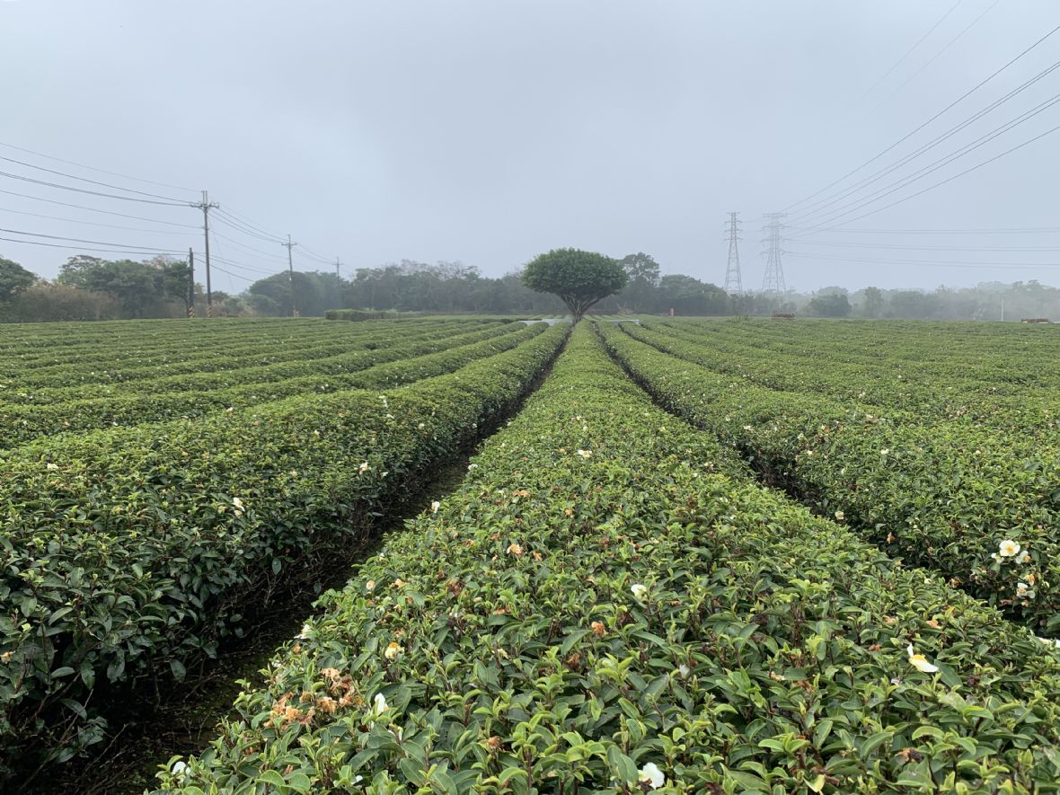 民國113年初春充滿水氣的湖口後山茶園