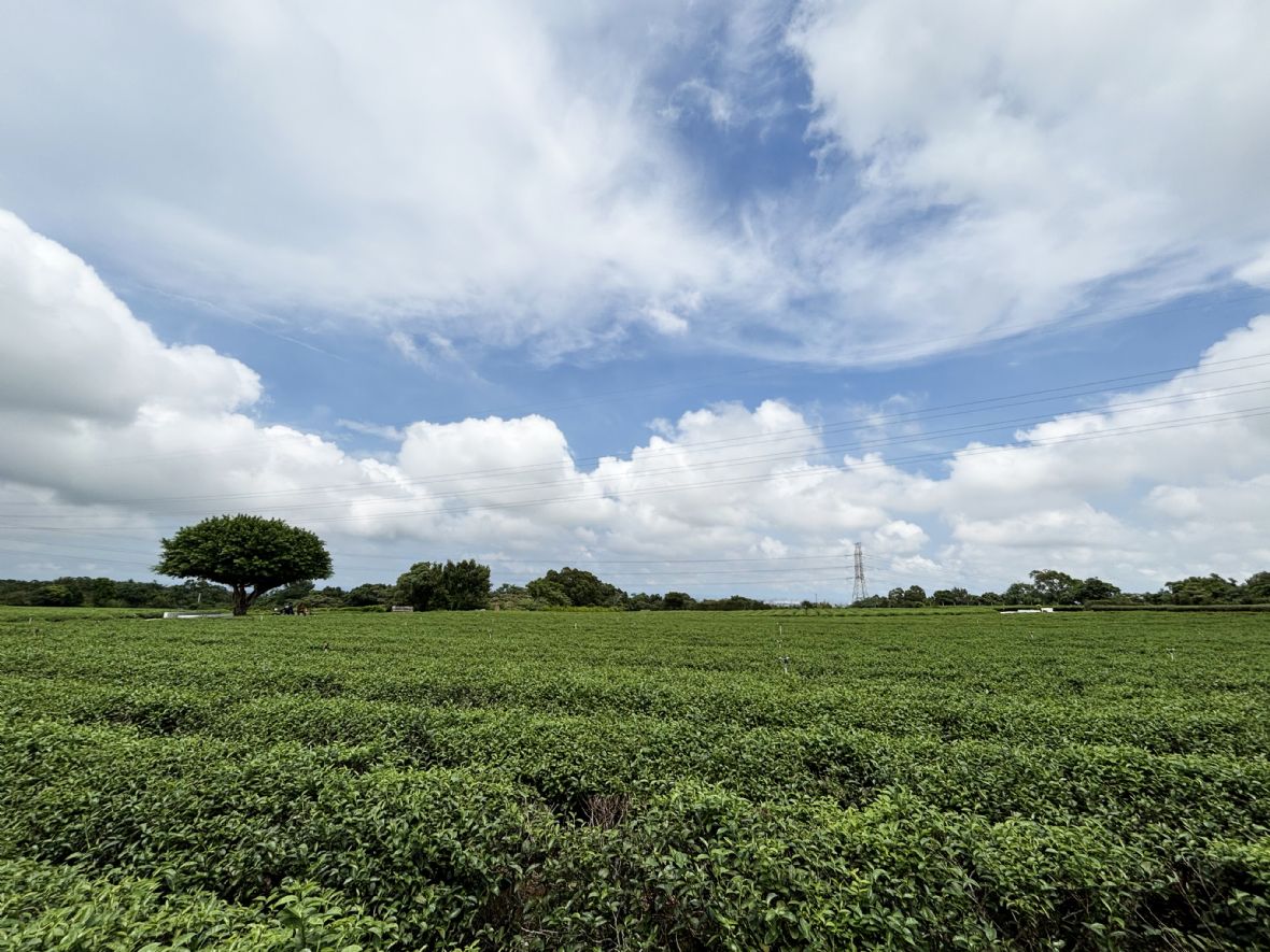 湖口後山呂憲朋耕作的茶園