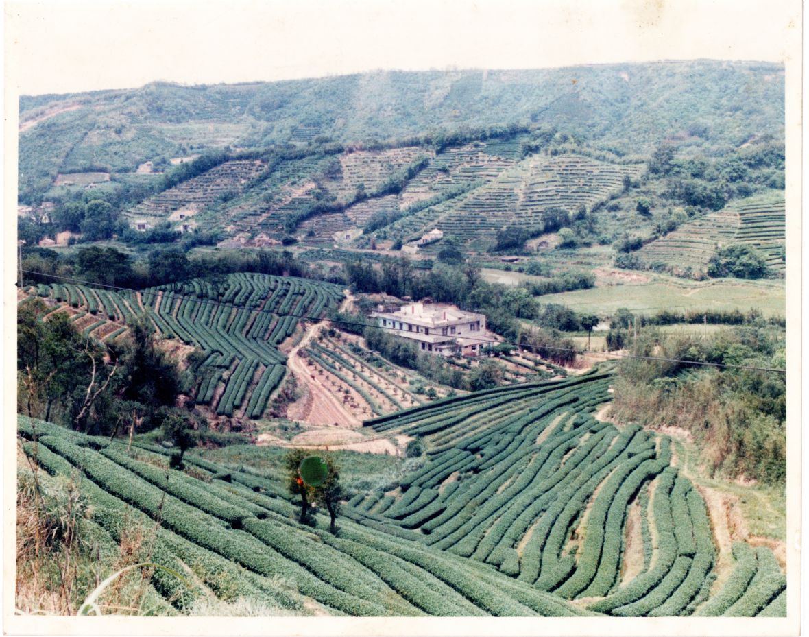 民國80年間拍攝南窩茶園，遠方山崗為盧氏祭祀公業所有，圖中左側為盧朝烘兄長所有，圖前則為盧朝烘所有（盧朝烘提供）