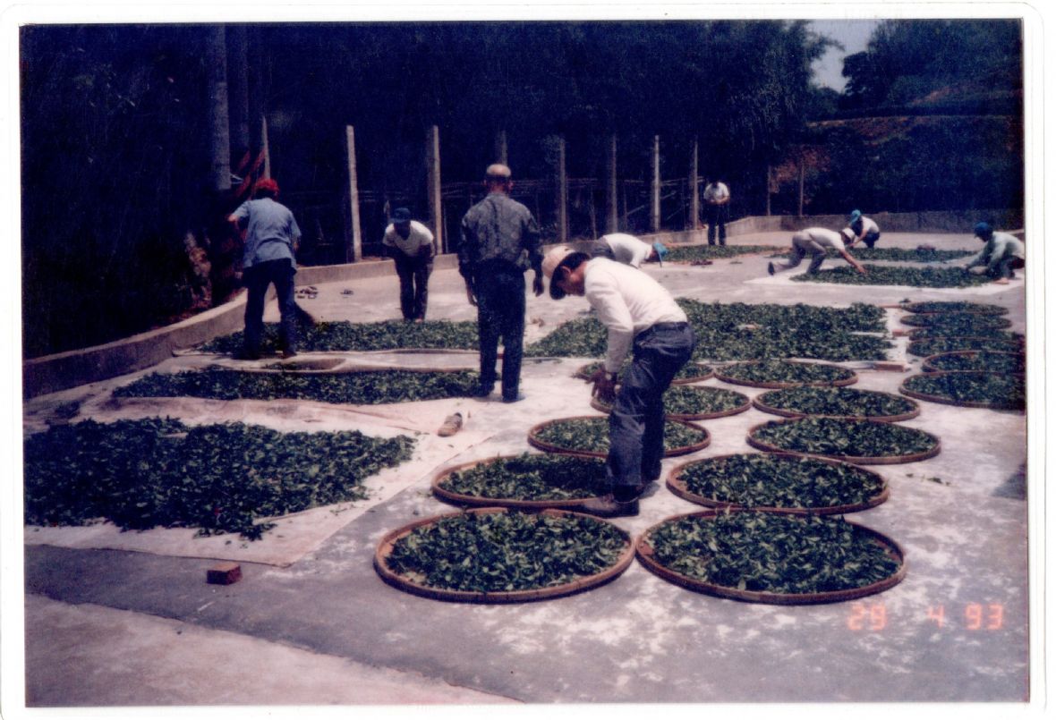 民國80年間茶業農改場於盧朝烘製茶廠舉辦製茶比賽（盧朝烘提供）
