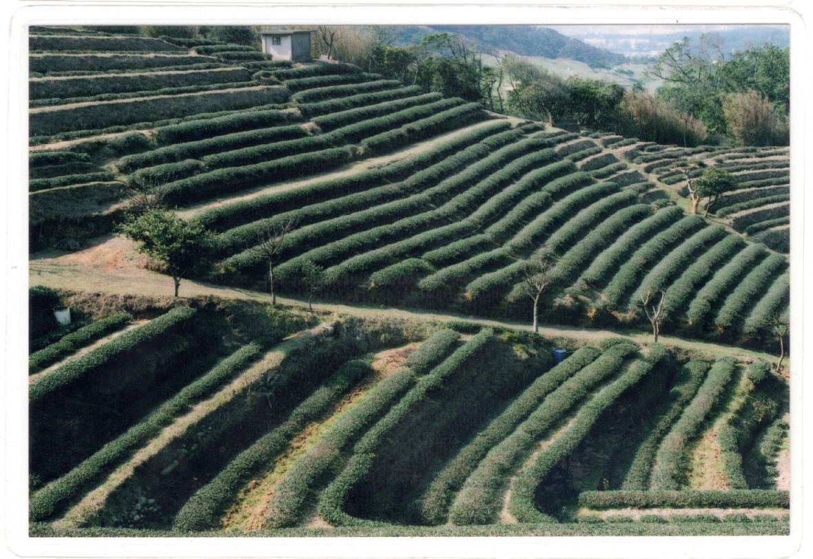 民國90年間拍攝盧朝烘的長安茶茶園（盧朝烘提供）