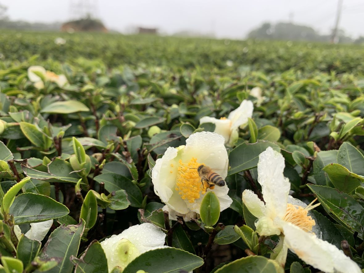 湖口後山茶園初春茶花盛開時