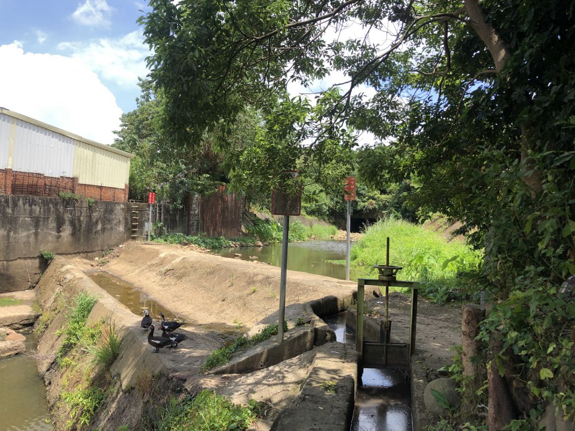 從水圳支流進入糞箕窩溪河床