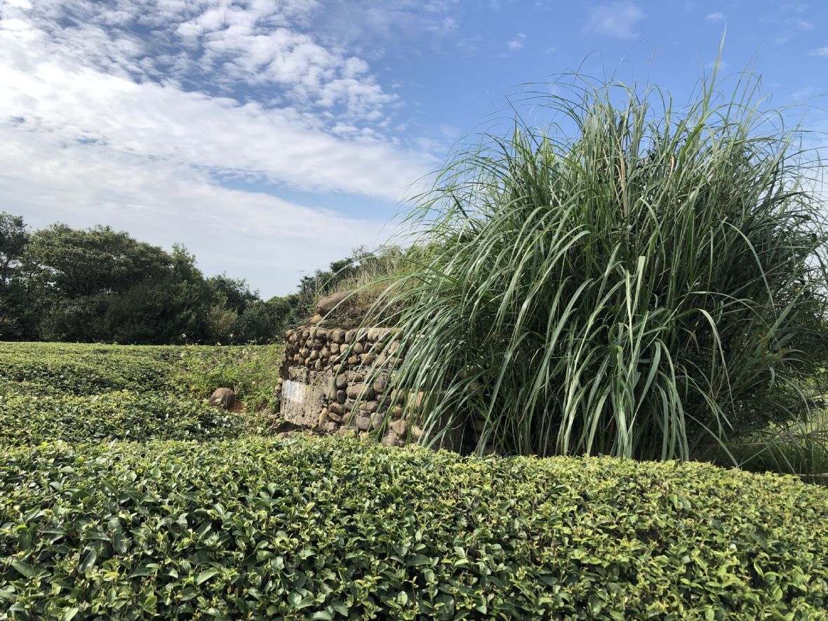 湖南村畚箕窩茶園碉堡