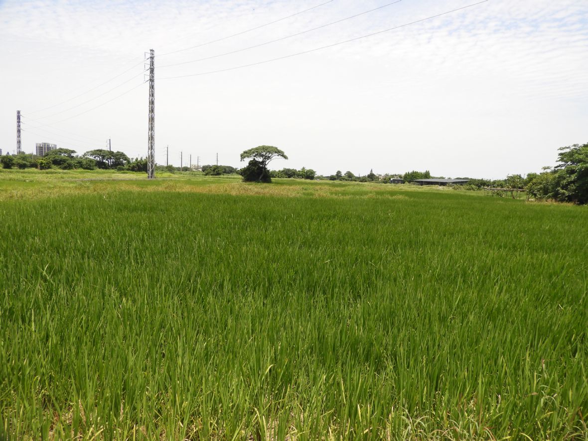 湯家的農田（林鑫咸攝，2024）